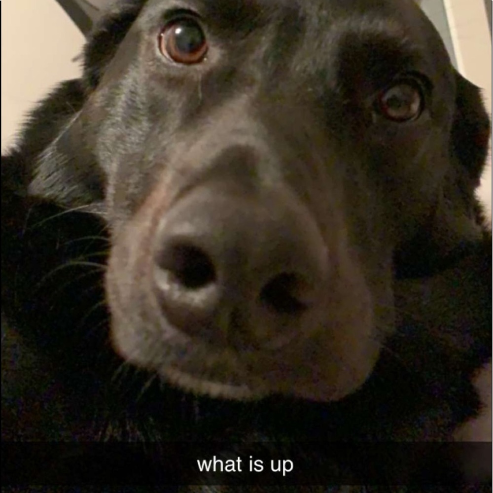 Meet your Posher, Emma